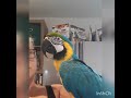 Rozgadany i uparty Lolek .Ara Ararauna,  Blue and gold macaw