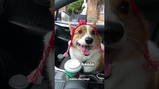 Corgi Yawn