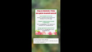 Как вырастить пышные пионы: секреты ухода