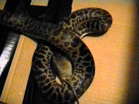 snake eats field mouse Snake Eats Mouse
