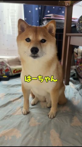事件發生…🫣#柴犬 #豆柴 #shibainu #犬 #犬のいる暮らし #shorts