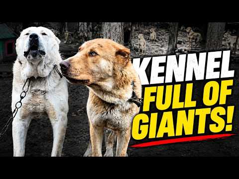 Inside a Remote Guardian Dog Kennel | E07
