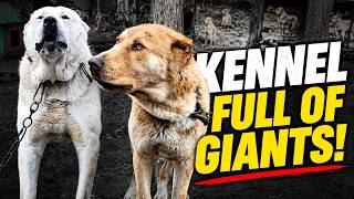 Inside a Remote Guardian Dog Kennel | E07