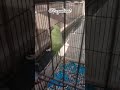 Pair of RAW Parrots #birds #talkingparot #lovebirds #parrotlover #totay #parrot #parrotlife #cute