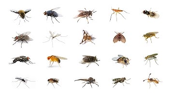 🪰 Types Of Flies | Learn Types Of Flies In English Language | Flies 🪰