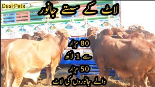 85 Hazar Sy 1 Lack 50 Hazar Tak K Qurbani Walay Janwer Ki Loot ساہیوال نسل کے لاٹ کے سستے جانور
