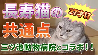 【長生きの秘訣!!】20歳以上の猫に共通する飼い方を獣医が紹介！！