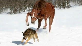 6 WILD WOLVES TRAPPED THE HORSE BUT THEN IT DID SOMETHING INCREDIBLE