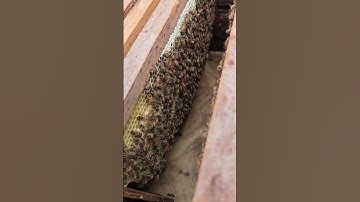 First hive inspection after swarm entered hive 2 weeks ago.