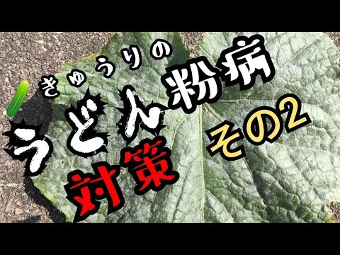 きゅうりのうどん粉病対策その2 重曹スプレー オリーブオイルで効果は 家庭菜園 Youtube