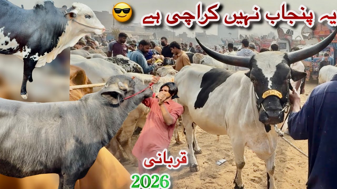 Karachi Cow Mandi Malir Latest Rates Update 17 Feb 2026 || Qurbani Season 2026 
