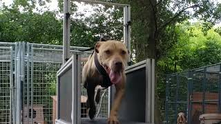 Thompsons Kennel I Just Stick To The Script No Add Living