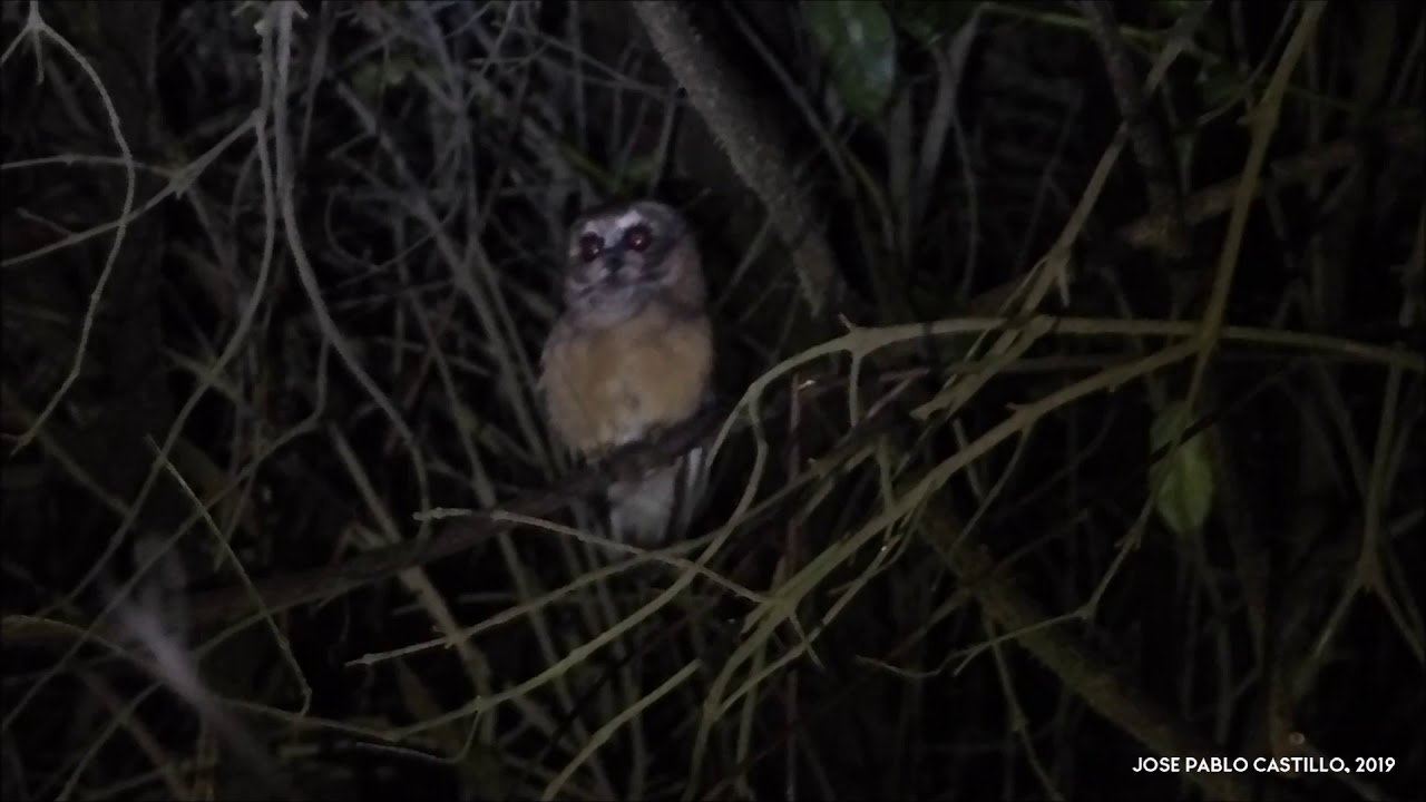 Unspotted Saw whet Owl Aegolius ridgwayi