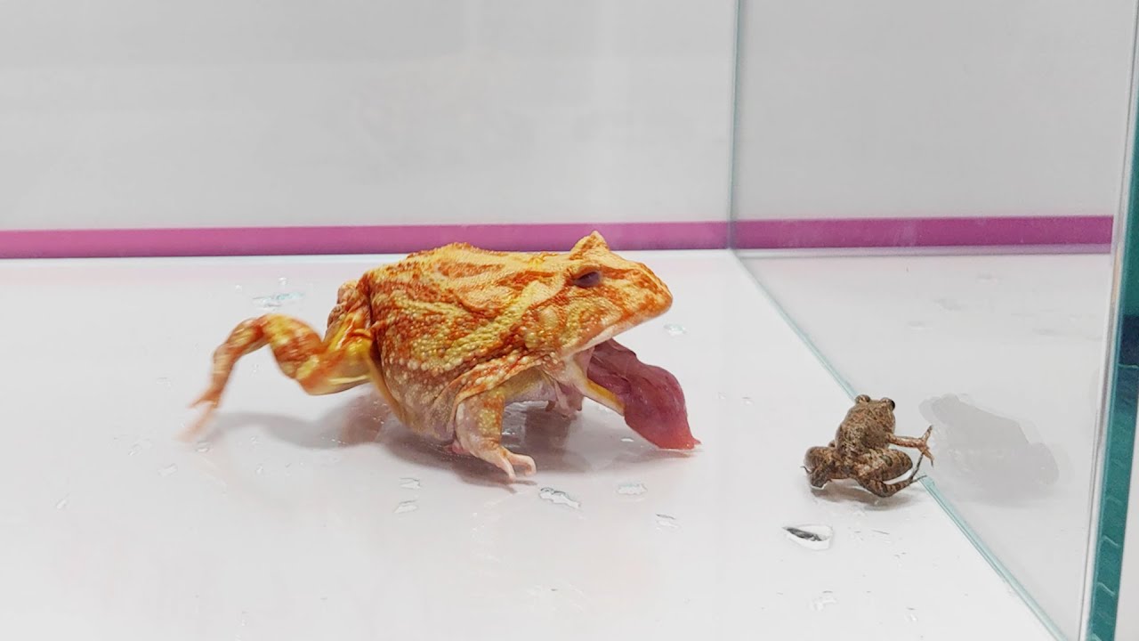 ????????????????????????Big frogs eat little frogs! - YouTube