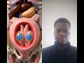 Fraternal Twins Explained: The 3D Animation You Need to See