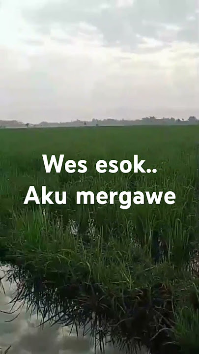jagone wes kluruk.. ayo budal sawah lurrr  #petanimuda #petanimilenial #petaniindonesia