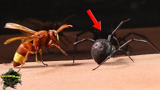 What would happen if an Asian hornet and a black widow met? Predators in action! by BICHOMANIA 61,501 views 8 months ago 4 minutes, 45 seconds