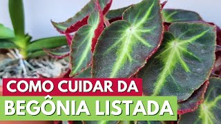 HOW TO CARE FOR THE LISTADA BEGONIA! GROWING TIPS! MEU QUINTAL CHANNEL