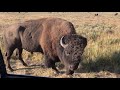 Amazing Bison Fight in Yellowstone National Park