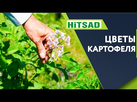 Срочно!! Обрывайте цветы картофеля &#55358;&#56660; КАК Увеличить Урожай Картофеля &#55358;&#56660;