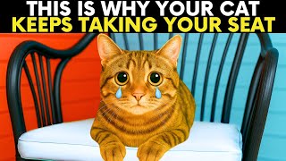 If Your Cat Takes Your Seat TOO OFTEN, Theyre BEGGING For HELP...