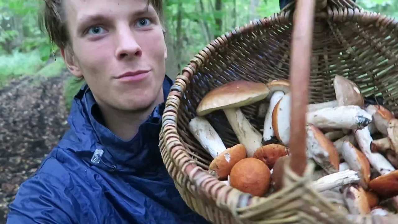 Wild edible mushroom hunting, September 2015 YouTube