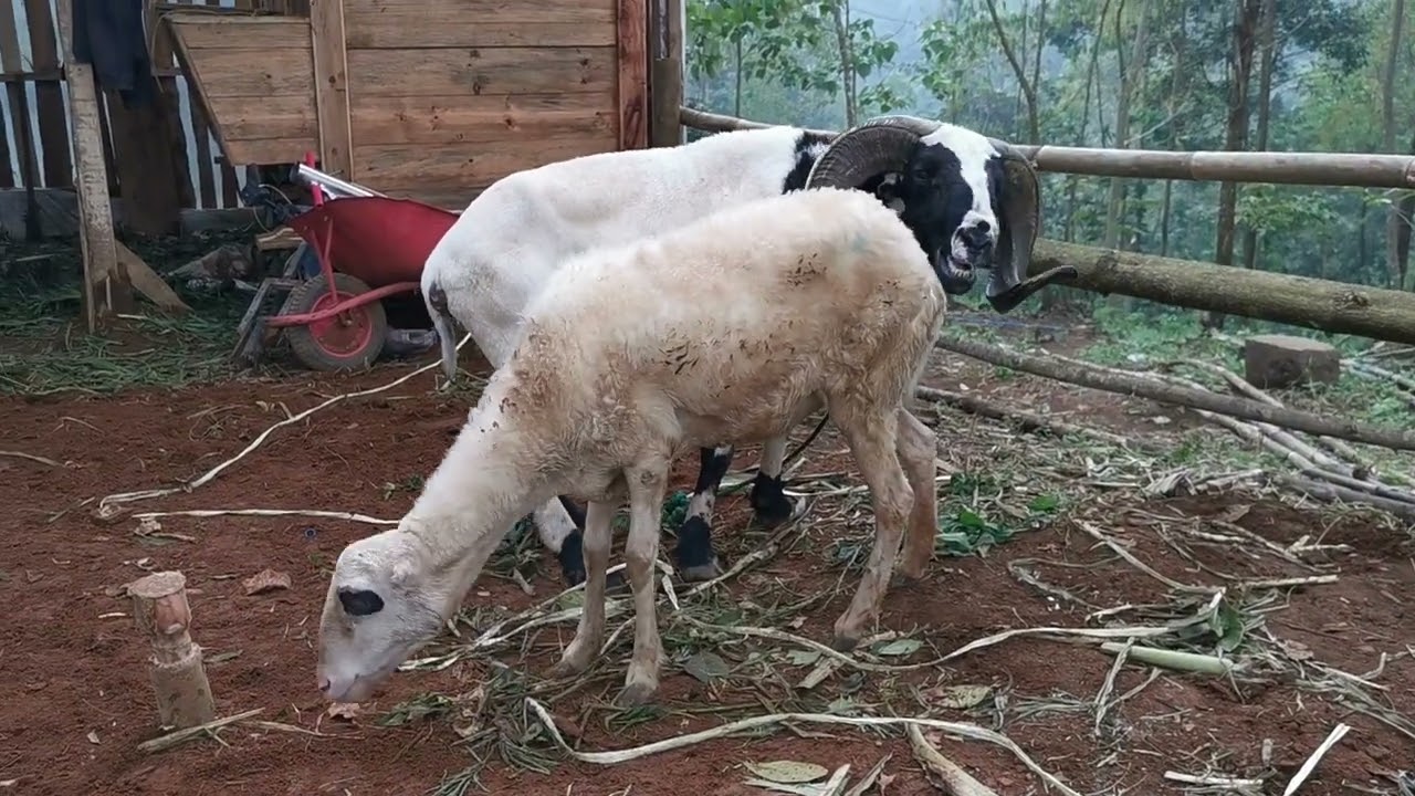 Ciri Domba Betina Mau Kawin