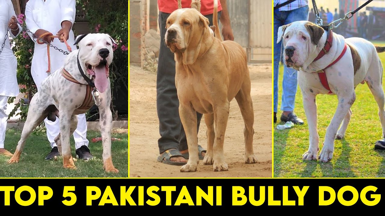 bully pakistani dog price