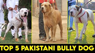 sheru bully kutta