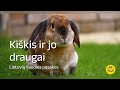 Kiškis ir jo draugai - Audio pasaka