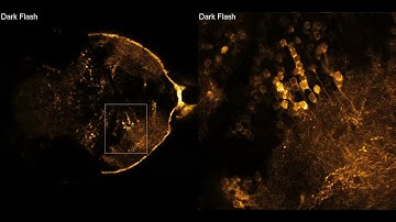 2-photon imaging of zebrafish larvae under visual stimulation and expressing GCaMP8m mosaically