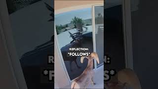 This Goat Didn't Recognize Its Own Reflection...