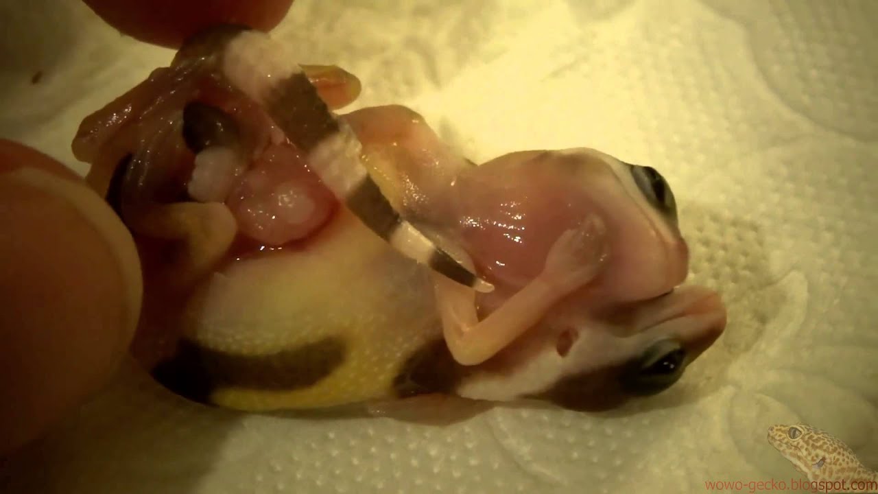 heimchenzucht Leopard Gecko : Last Egg [Conjoined Twins - Siamese] - 2013.11.02