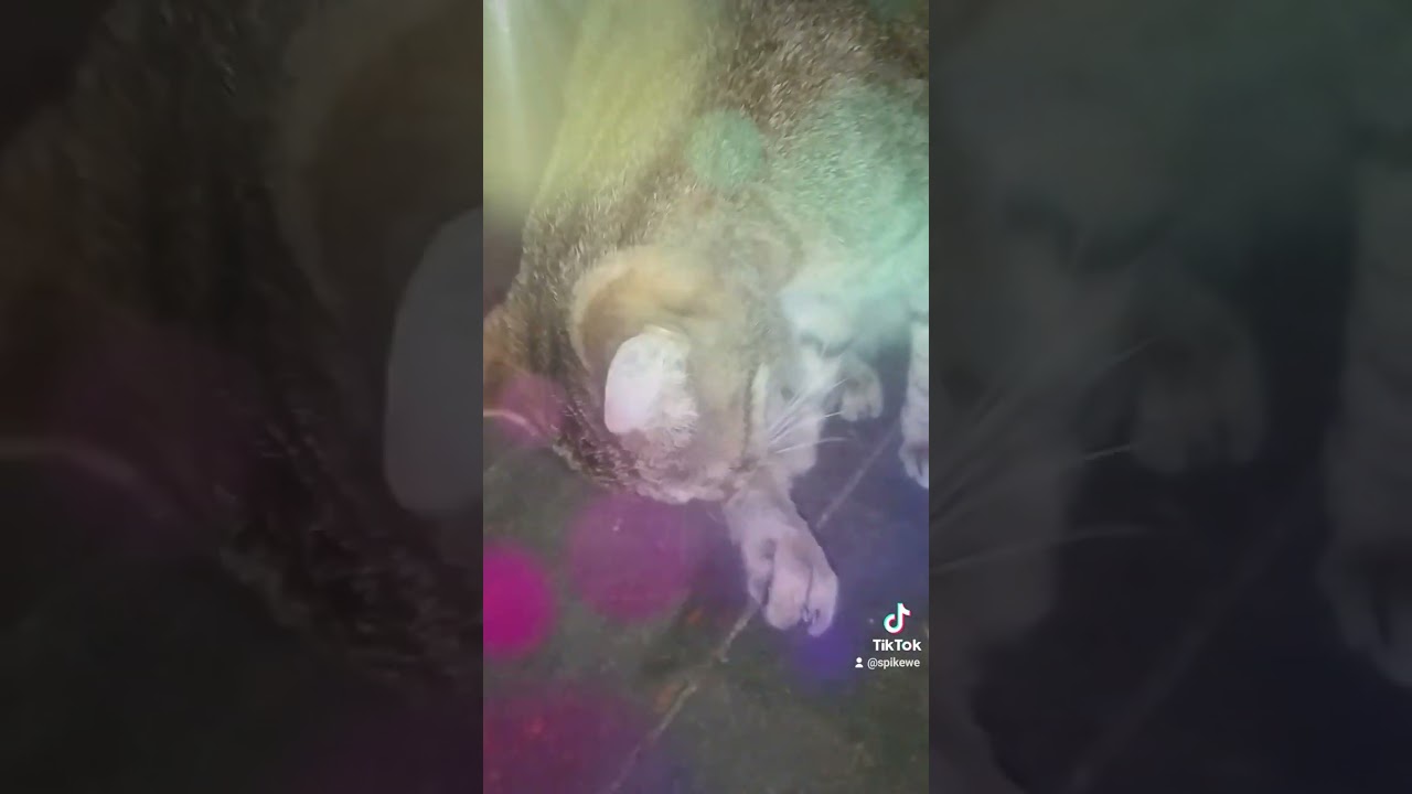 My cat Steel Soul my pet love