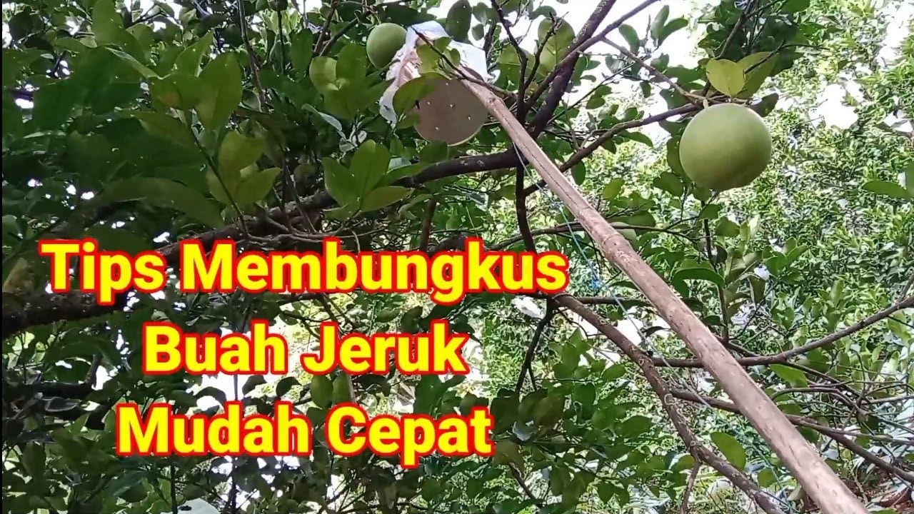 Tips Membungkus Buah Jeruk Mudah Cepat.