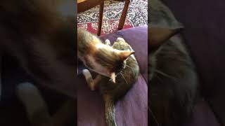 FURBALL CHAMPION WALKS INTO THE RING! ​ #shorts #kitten #funnycats