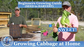 How to Grow Cabbage from Seed to Harvest