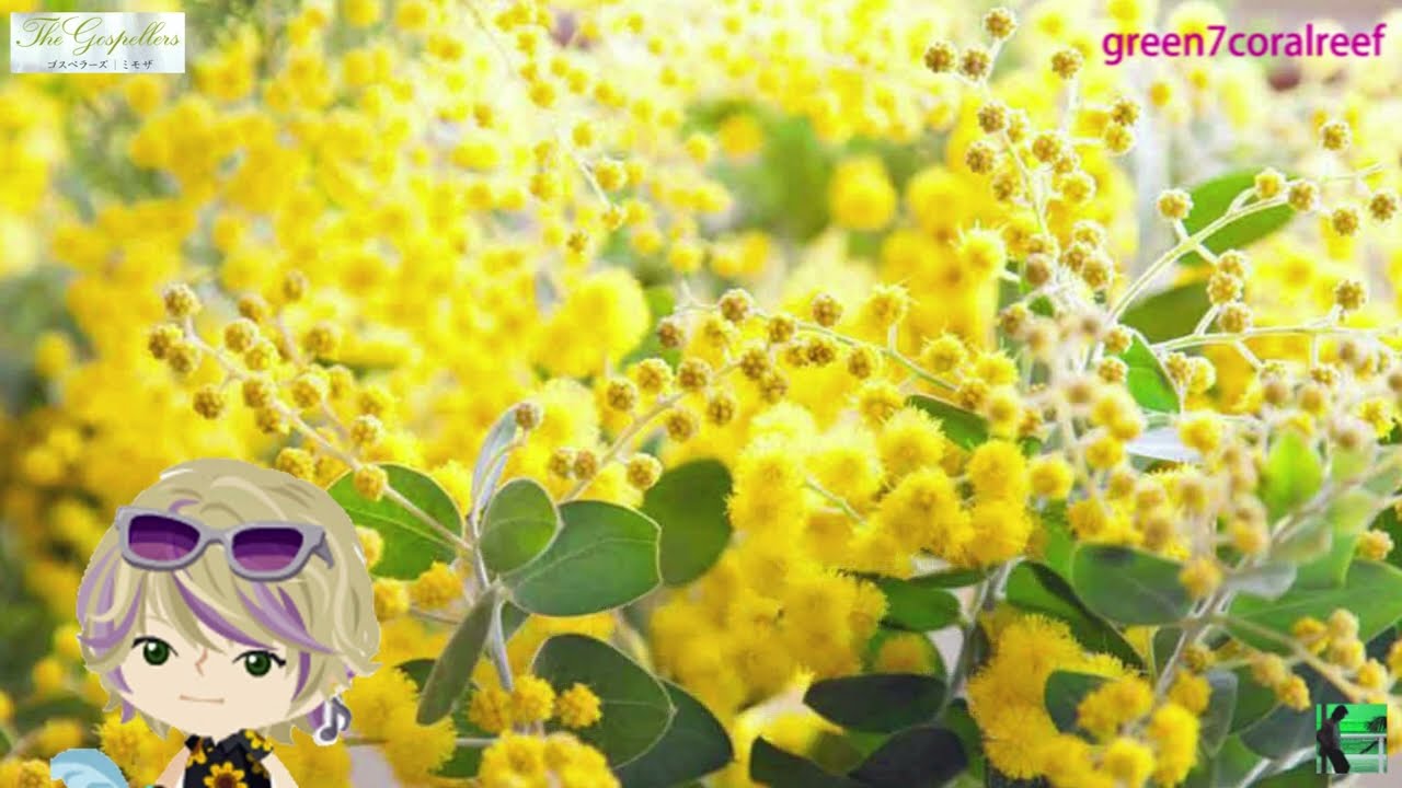 ミモザ / Mimosa － ゴスペラーズ / Gospellers《歌詞付き》 Overview