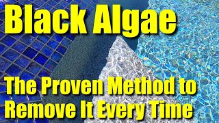 Pool Help 2 ● Black Algae ● Get Rid of It From Your Swimming Pool for $6 Bucks ✅