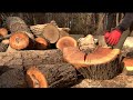 Hand Splitting Red Oak #handsplitting #firewood #wood #outdoors #oak