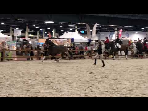 Nehru de St Jean - Video 1