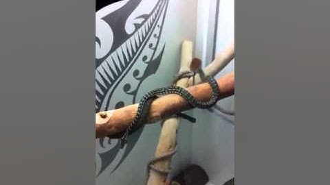 South western carpet python On the move