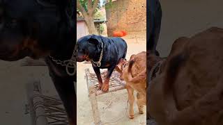 #doglover #dogsofinstagram #dog #dogs #dogoftheday #doglife #puppy #dogstagram #instadog #doglovers