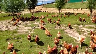 Amazing free range chicken raising method. Incredible traditional chicken eggs broiler cage farm