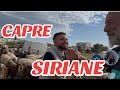 Az.Flavio Errigo Concetto CAPRE SIRIANE Marina di Ragusa (RG)