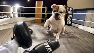 Biting Bulldog Tries Boxing Training by Tia English Bulldog 114 views 7 months ago 30 seconds