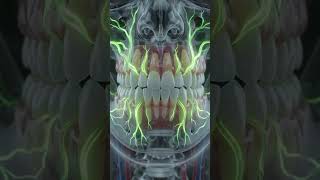 #healthfacts #medicalanimation #crystalbody