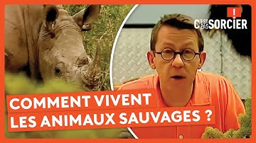 Comment vivent les animaux sauvages ? - C