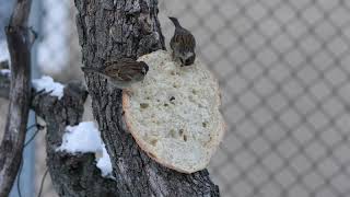 Harabeli i fushës (Passer montanus), sparrow.