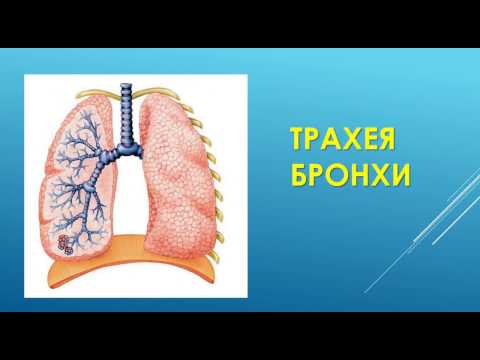 ФУНКЦИОНАЛЬНАЯ АНАТОМИЯ ТРАХЕИ (ВНИМАНИЕ шейный отдел идет от С6 до С7) И БРОНХОВ